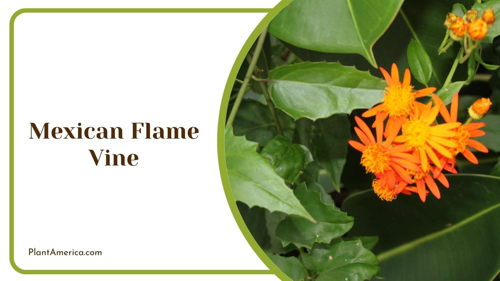 Mexican Flame Vine Plant America