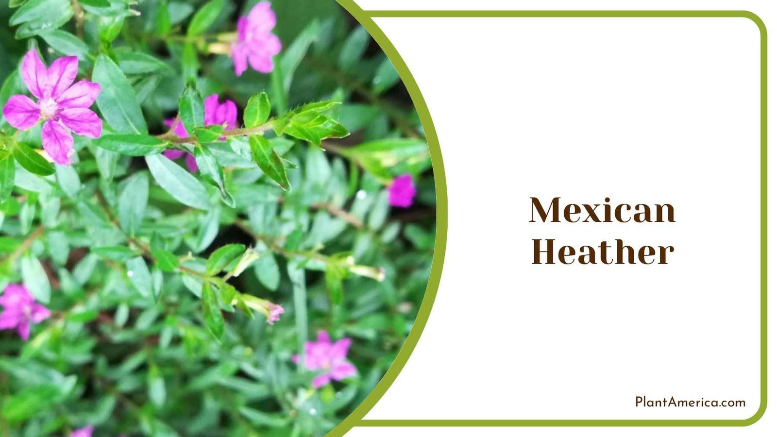 Mexican Heather Tiny Flowers Plant America