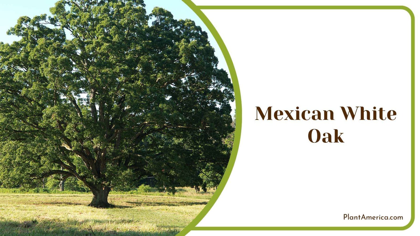 Mexican White Oak Plant America