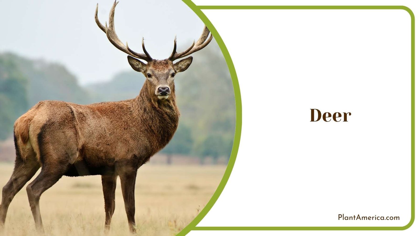 Mighty Deer In Nature Plant America