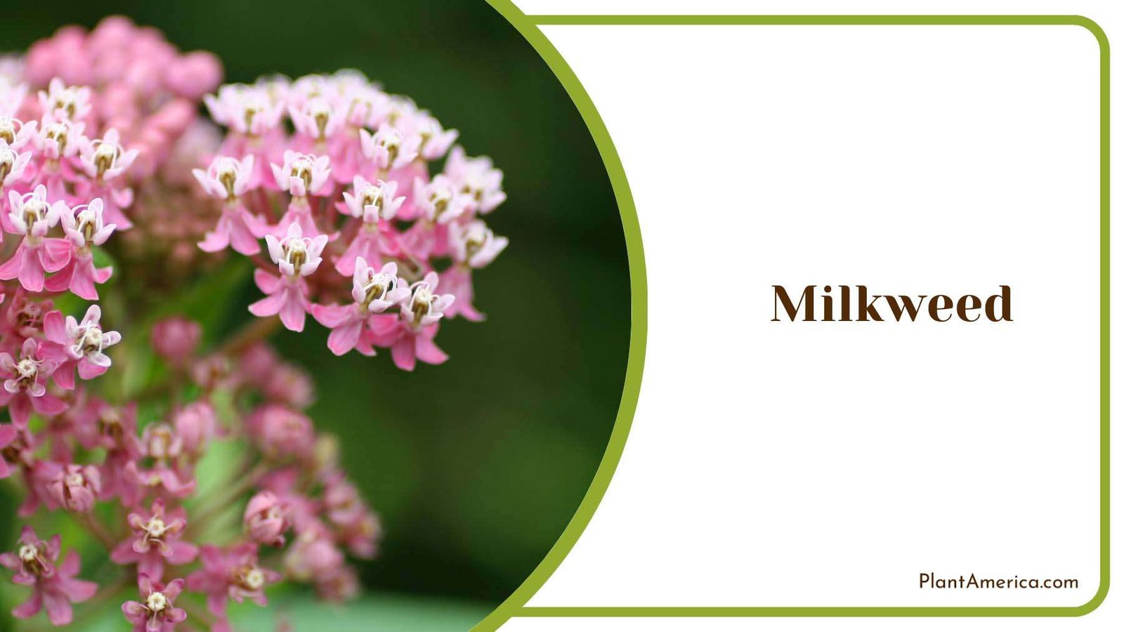 Milkweed Flowers Plant America Milkweed Flowers Plant America