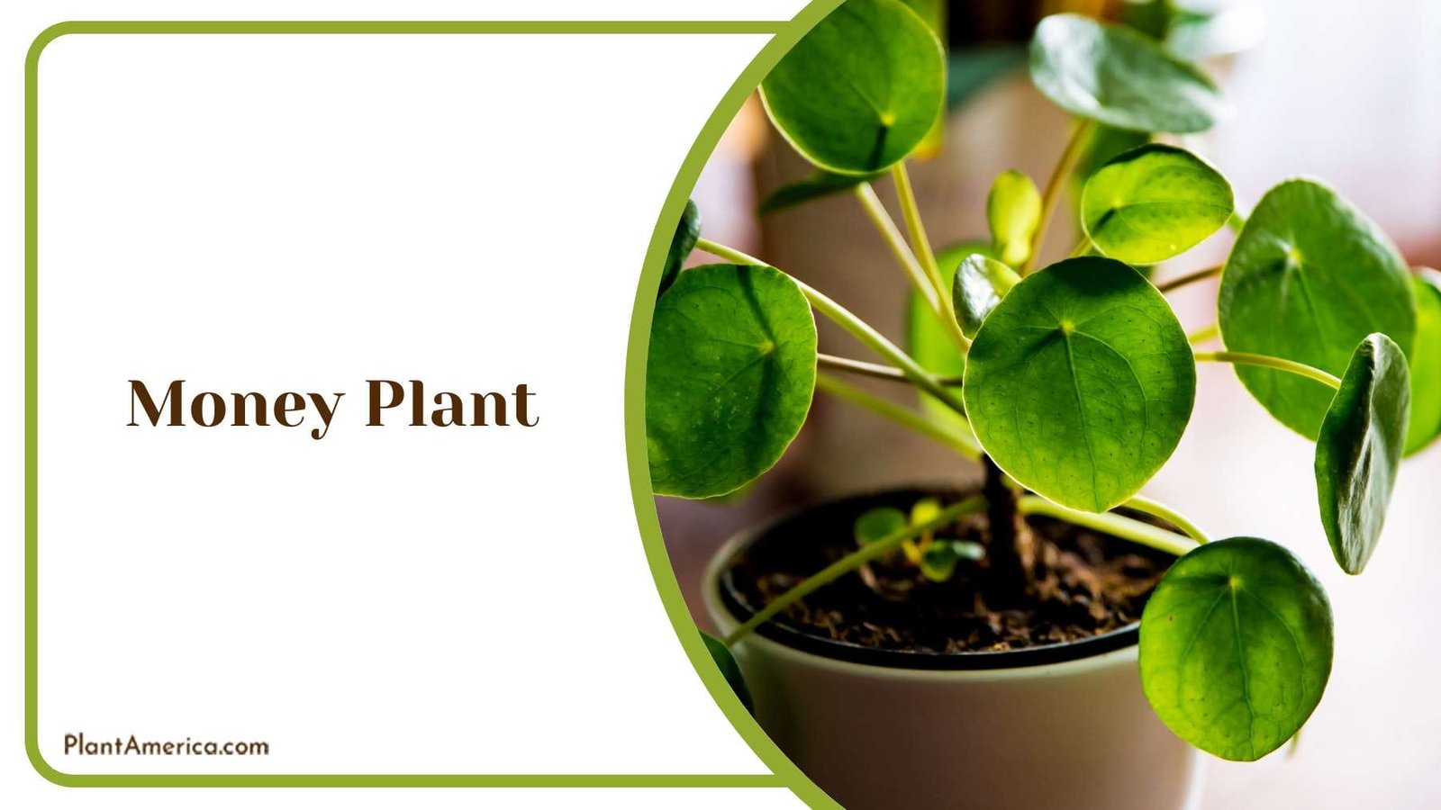 Money Plant Plant America