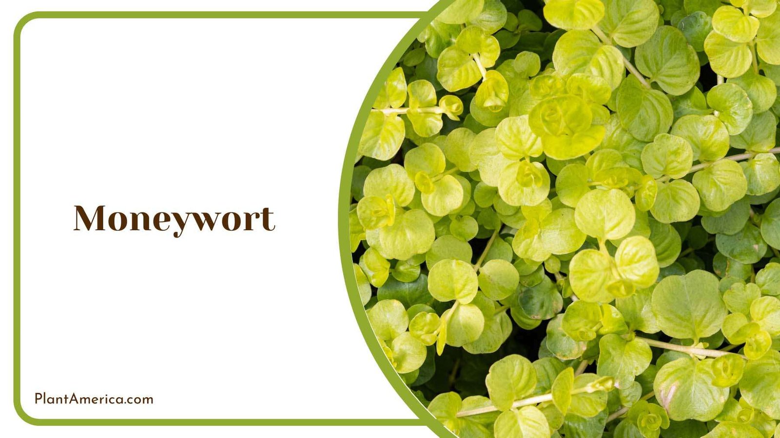 Moneywort Covering Ground Plant America