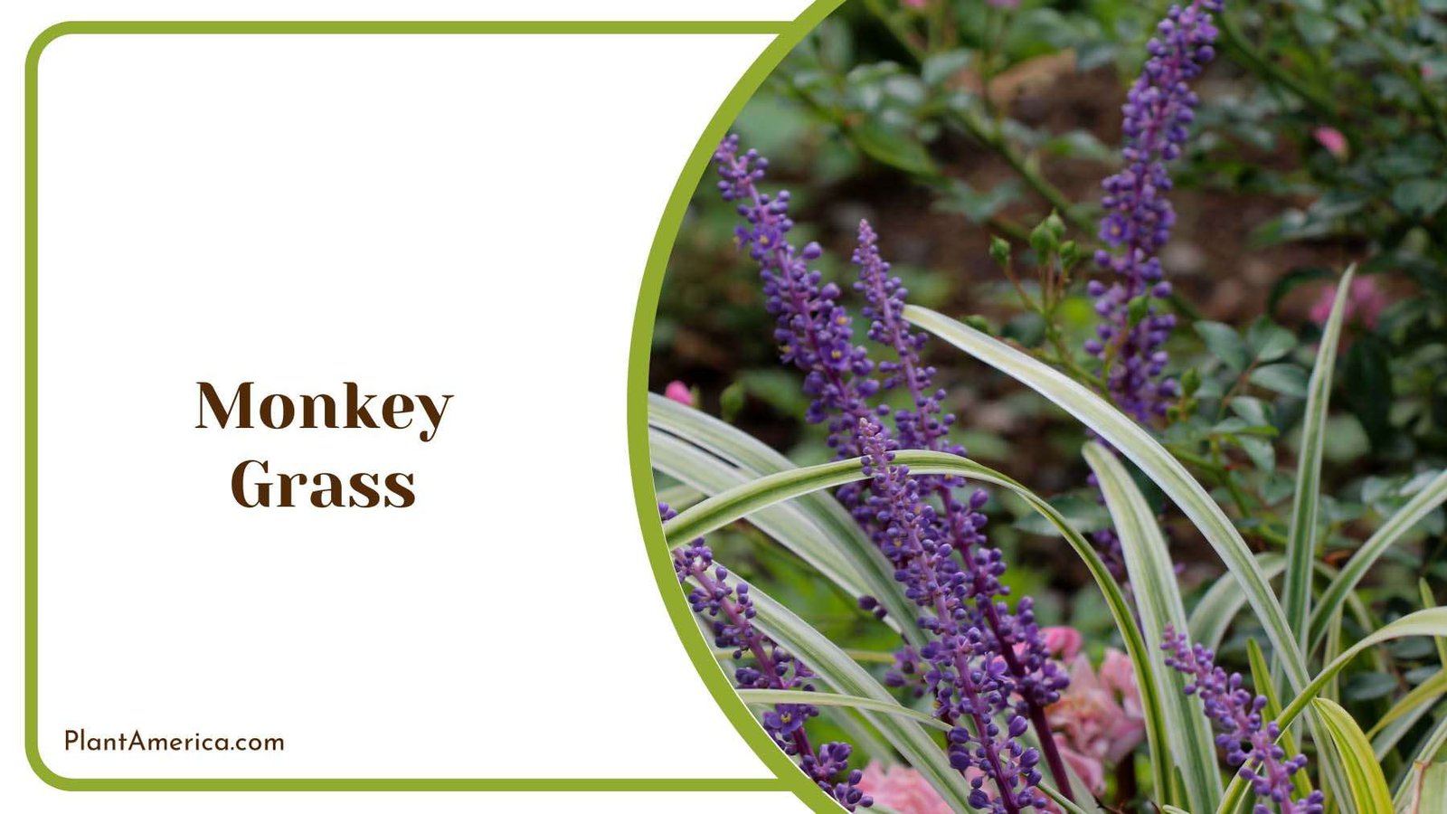 Monkey Ornamental Grass Plant America