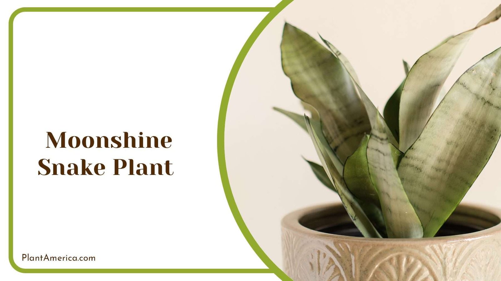 Moonshine Snake Plant PlantAmerica