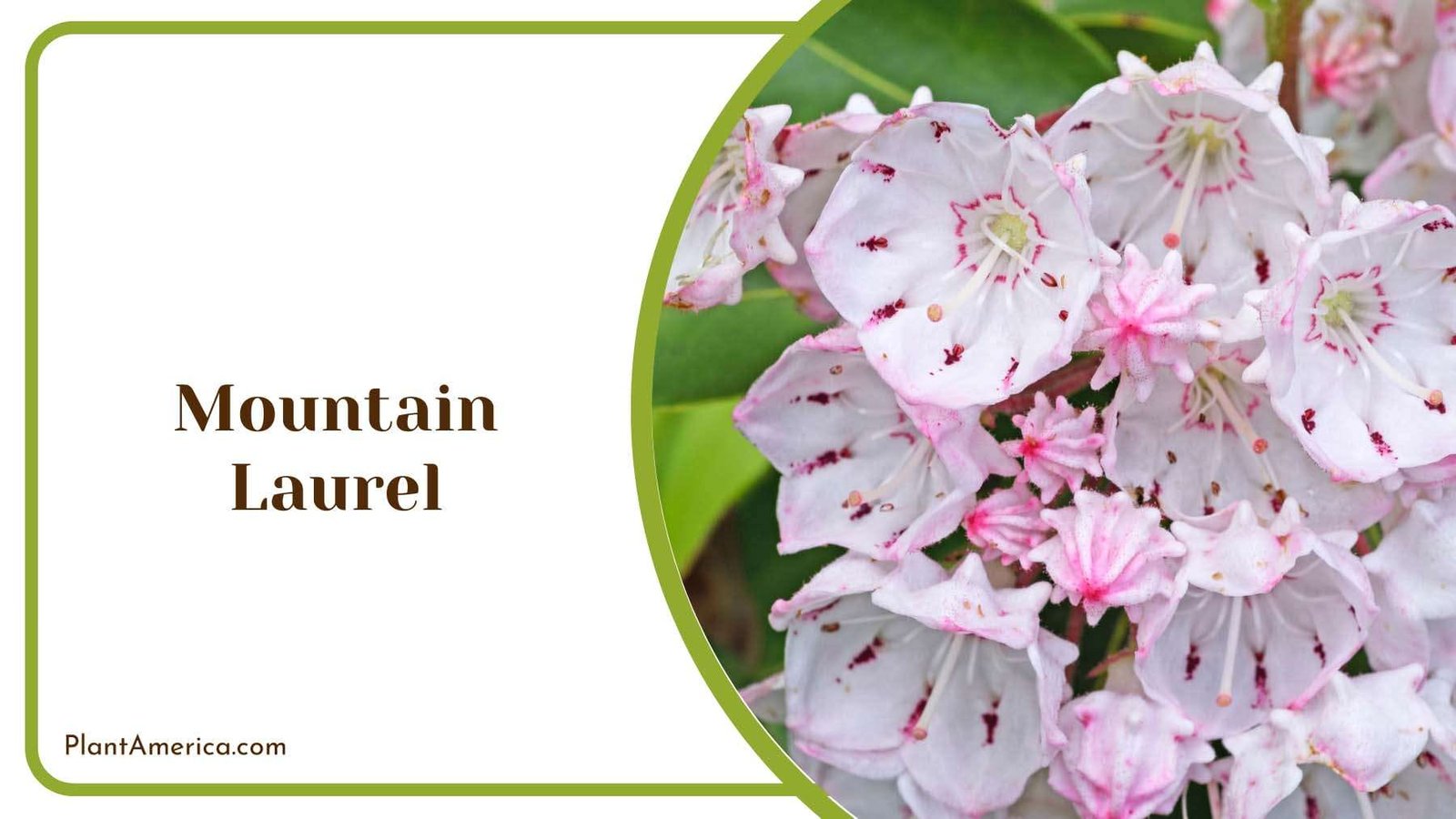 Mountain Laurel Evergreen Shrub Plant America