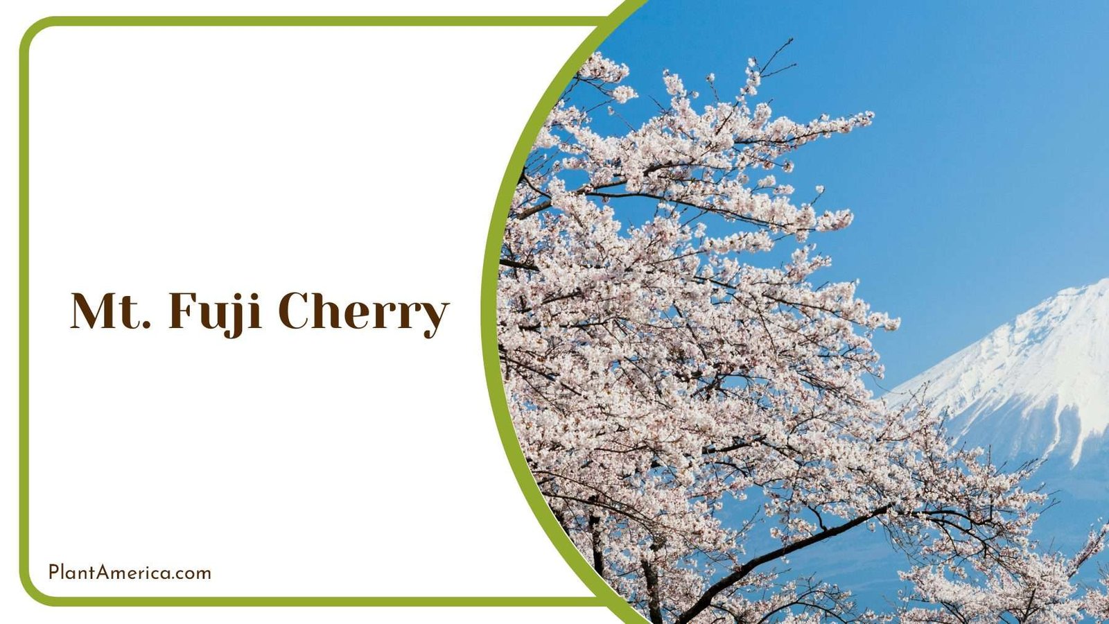 Mt Fuji Cherry PlantAmerica