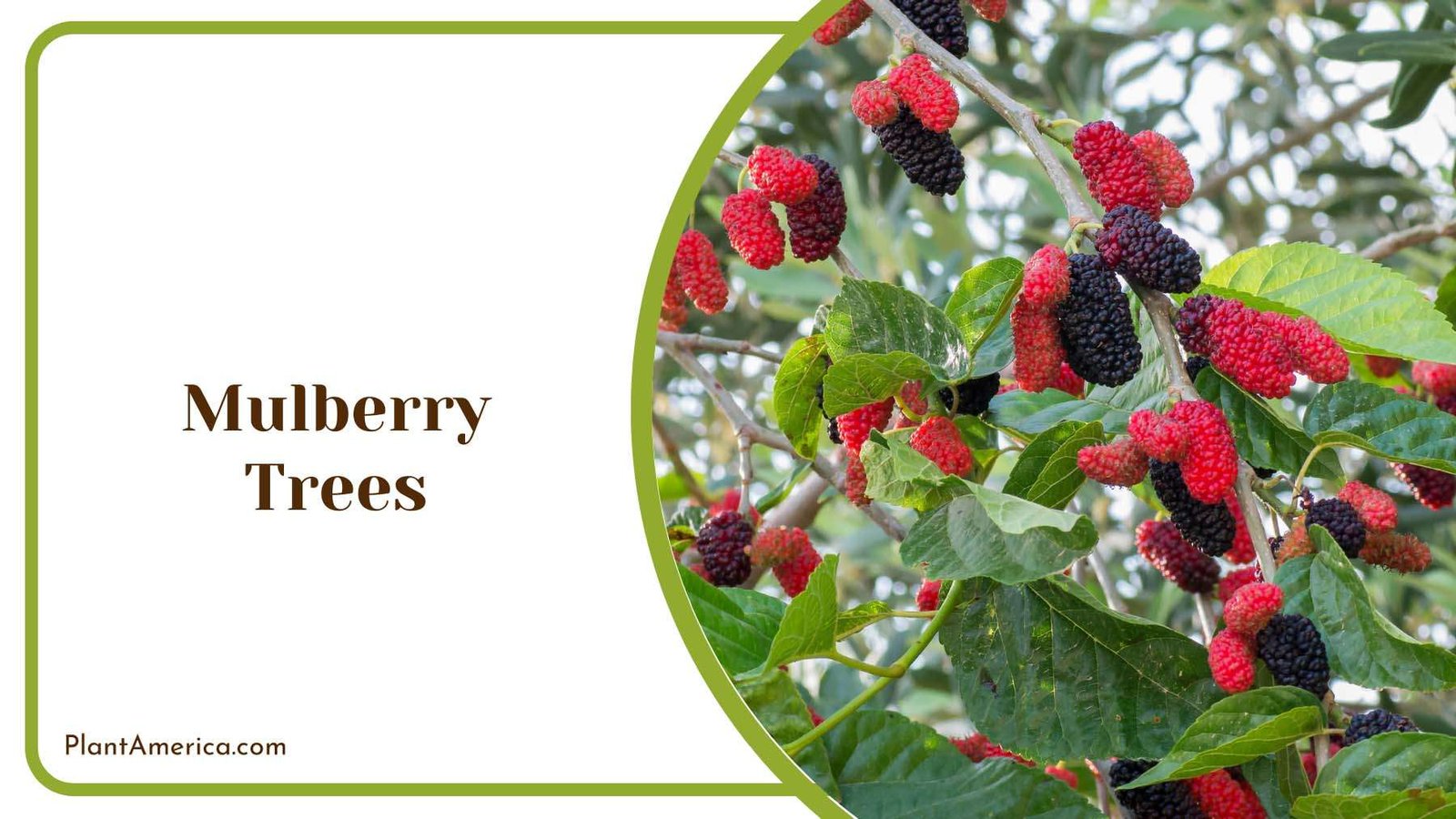 Mulberry Trees With Antioxidants Plant America Mulberry Trees With Antioxidants Plant America