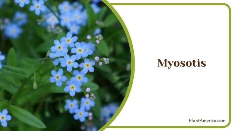Myosotis Small Blue Flowers Plant America