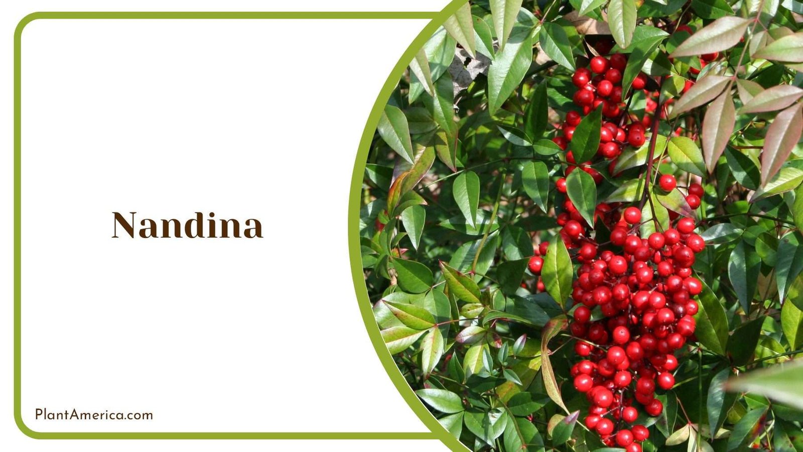 Nandina Plant Plant America Nandina Plant Plant America