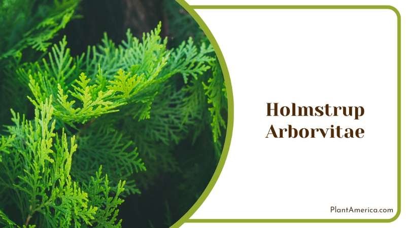 Narrow Holmstrup Arborvitae Plant America