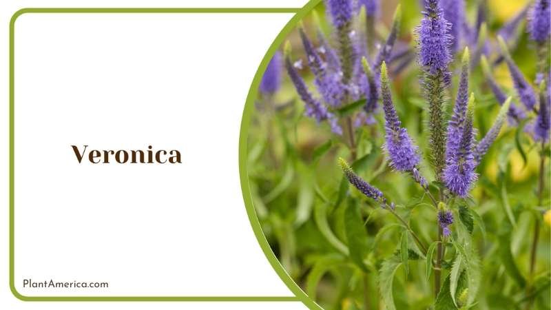 Natural Beauty Veronica Plant America