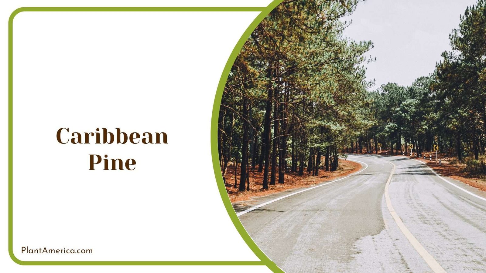 Nature Beauty Caribbean Pine PlantAmerica