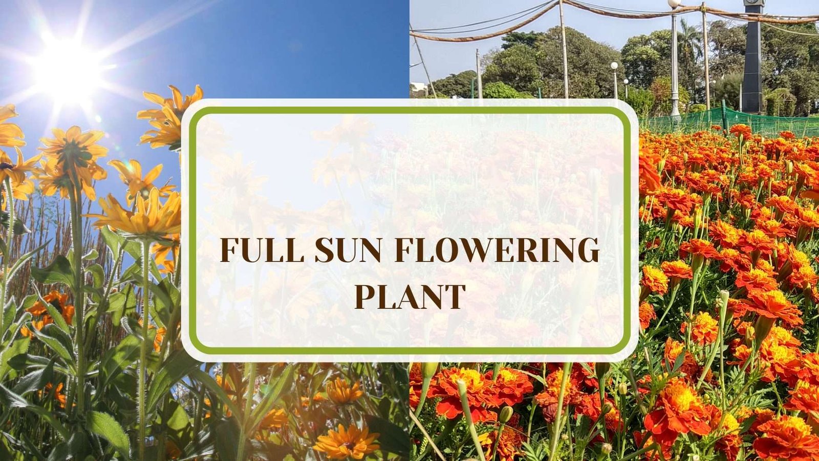 Nature Flowers In Full Sun Plant America 25 Full Sun Flowering Plants that Add Color Anywhere