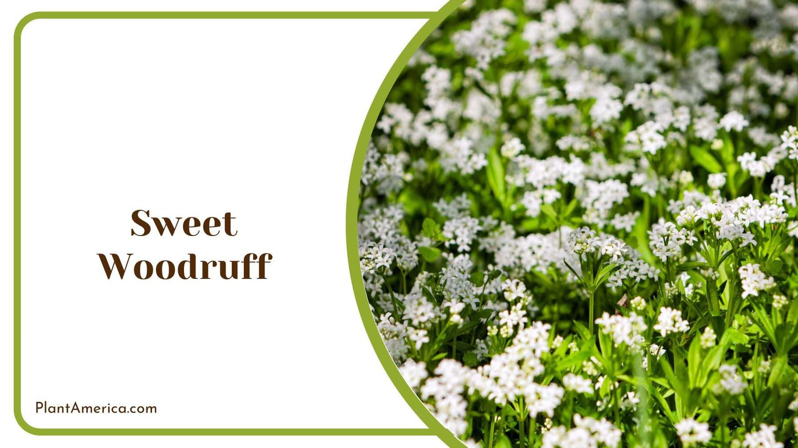 Nature Sweet Woodruff Plant America