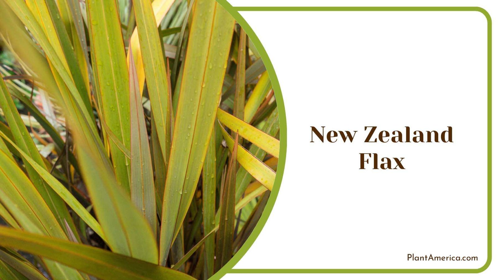New Zealand Flax Plant America