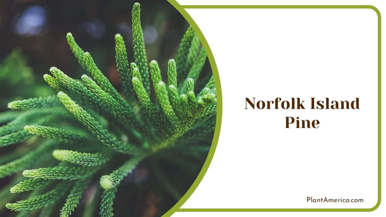 Norfolk Green Island Pine PlantAmerica Norfolk Green Island Pine PlantAmerica