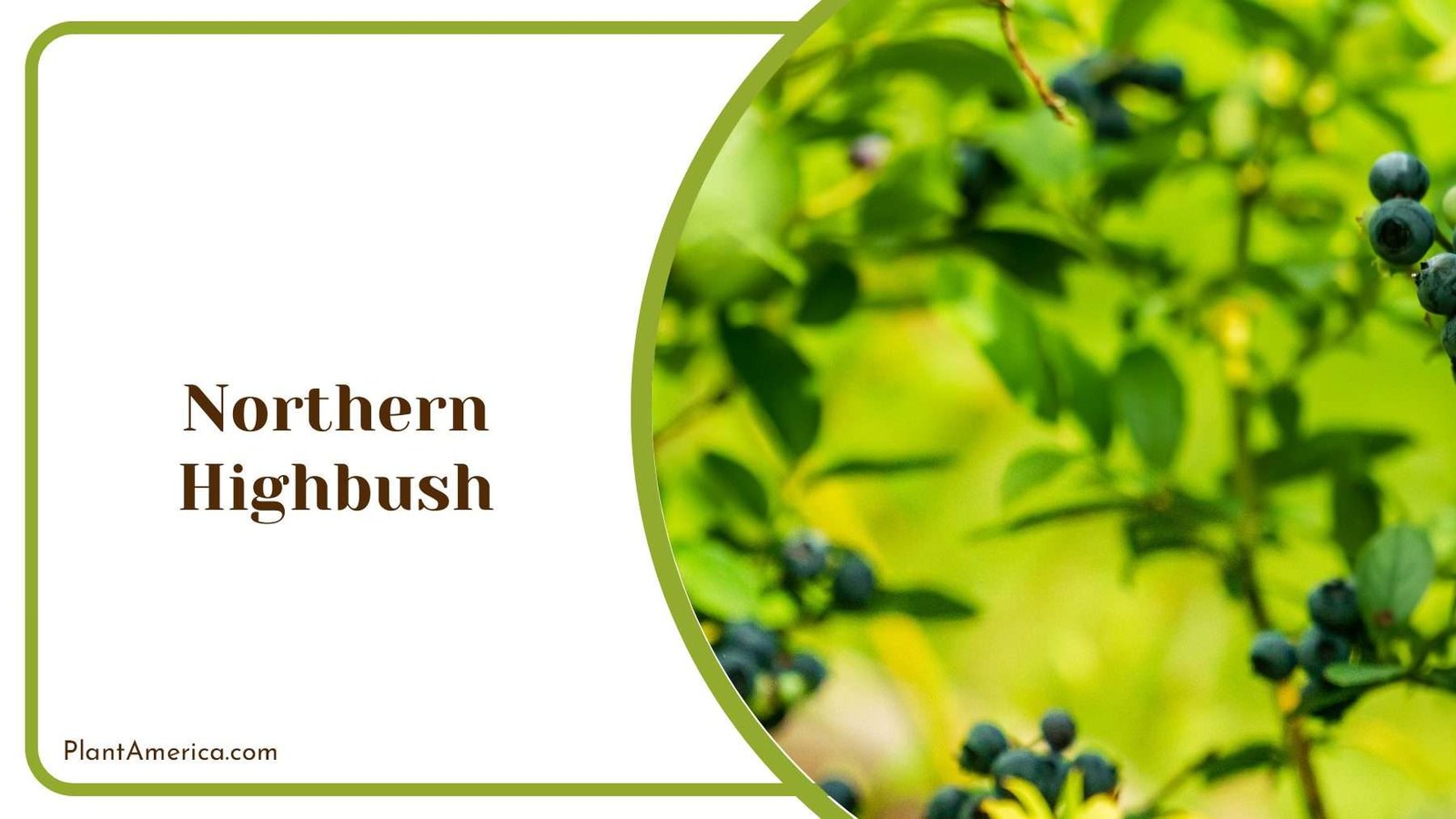 Northern Highbush Blueberries Plant America