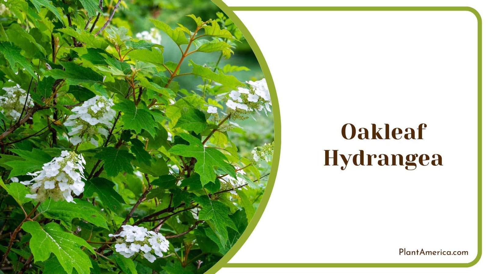 Oakleaf Hydrangea Plant Plant America
