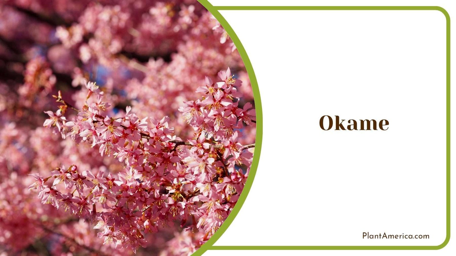 Okame Tiny Pink Flowers PlantAmerica