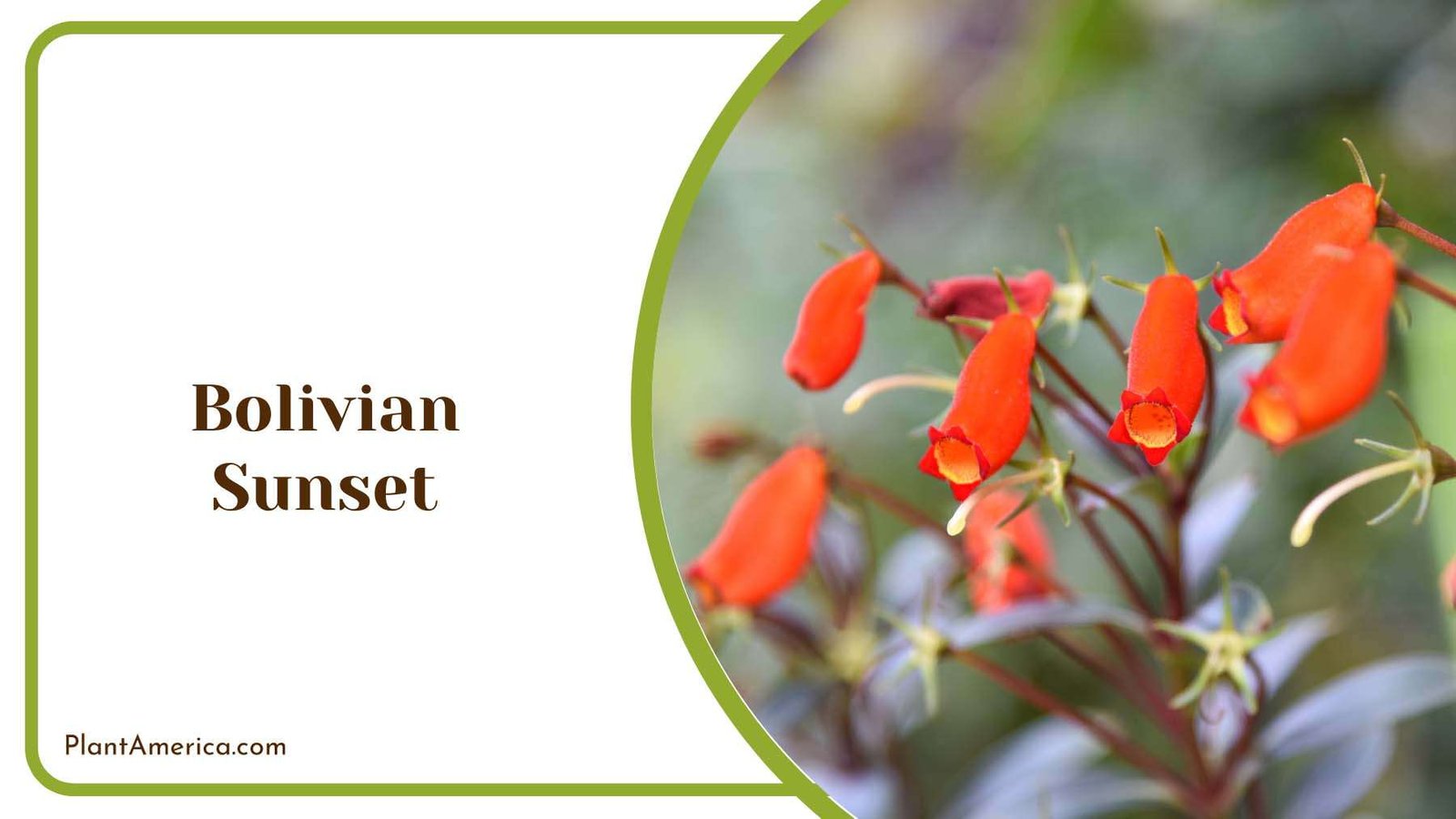 Orange Bolivian Sunset Plant America