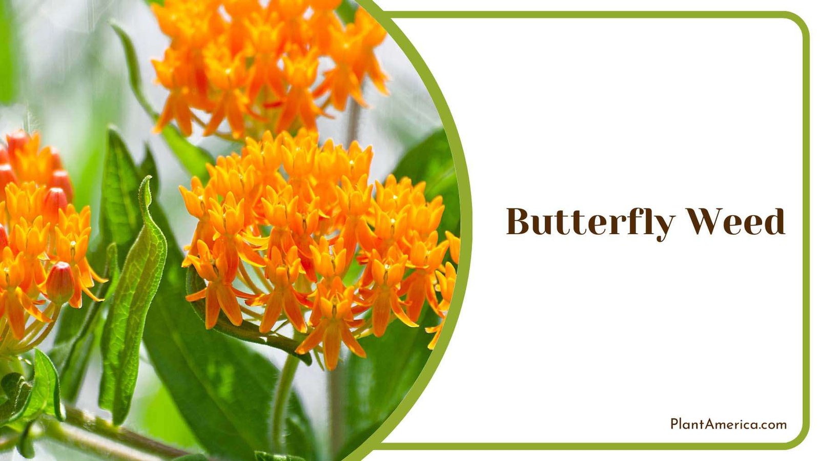 Orange Butterfly Weed Plant America Orange Butterfly Weed Plant America