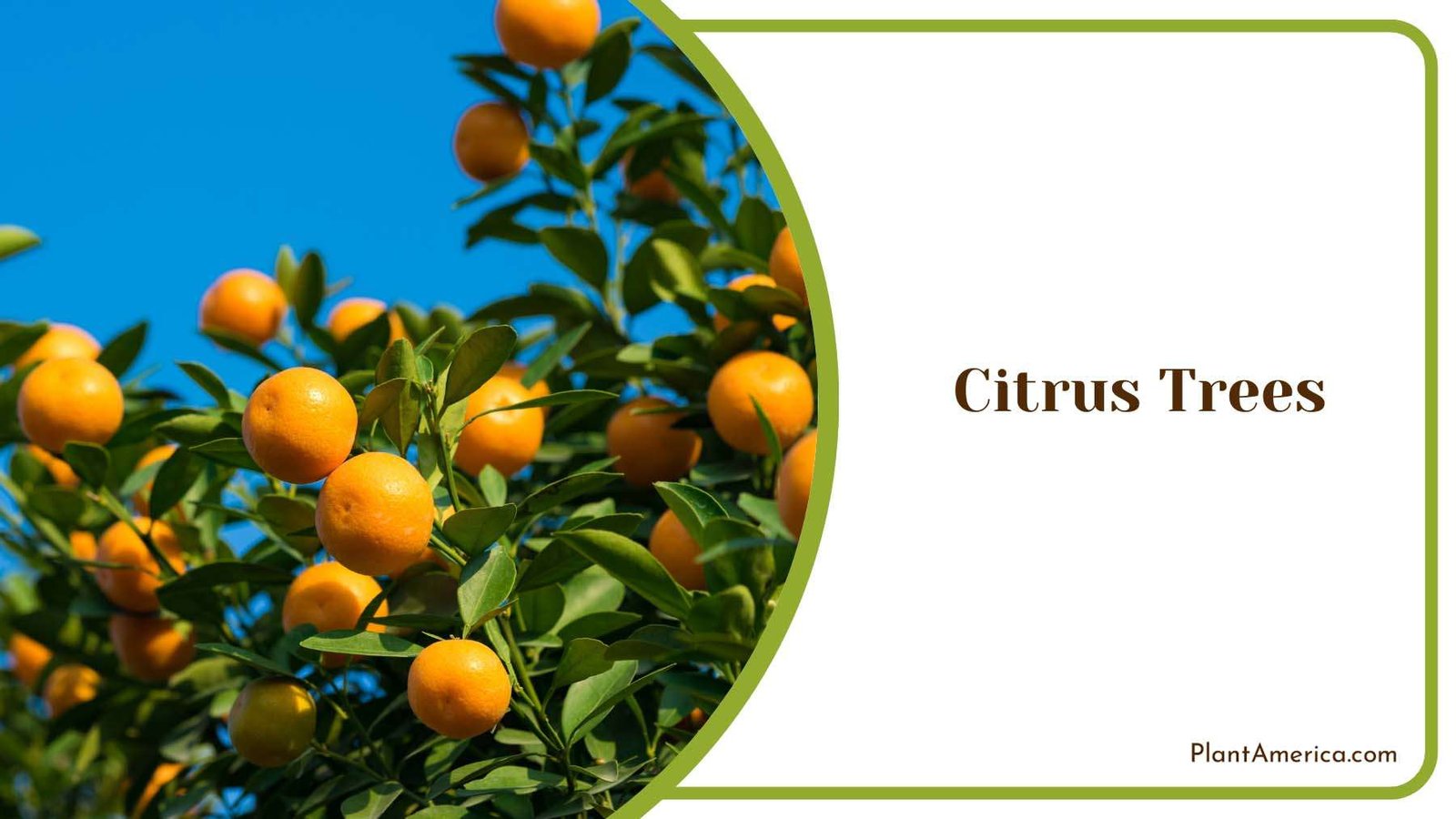 Orange Citrus Trees Plant America Orange Citrus Trees Plant America