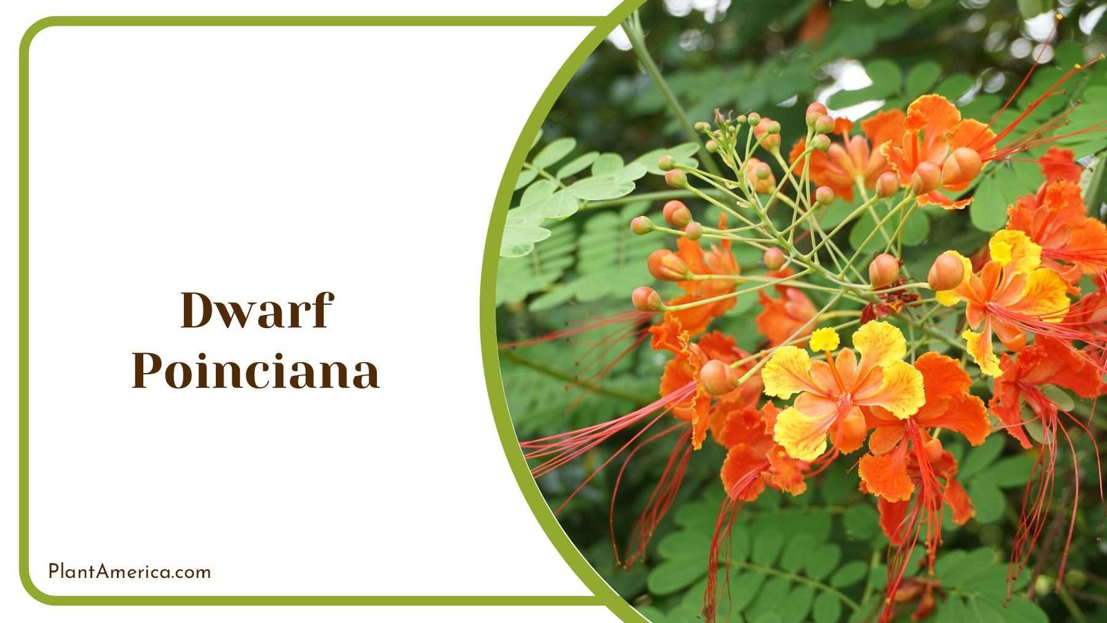 Orange Dwarf Poinciana Plant America