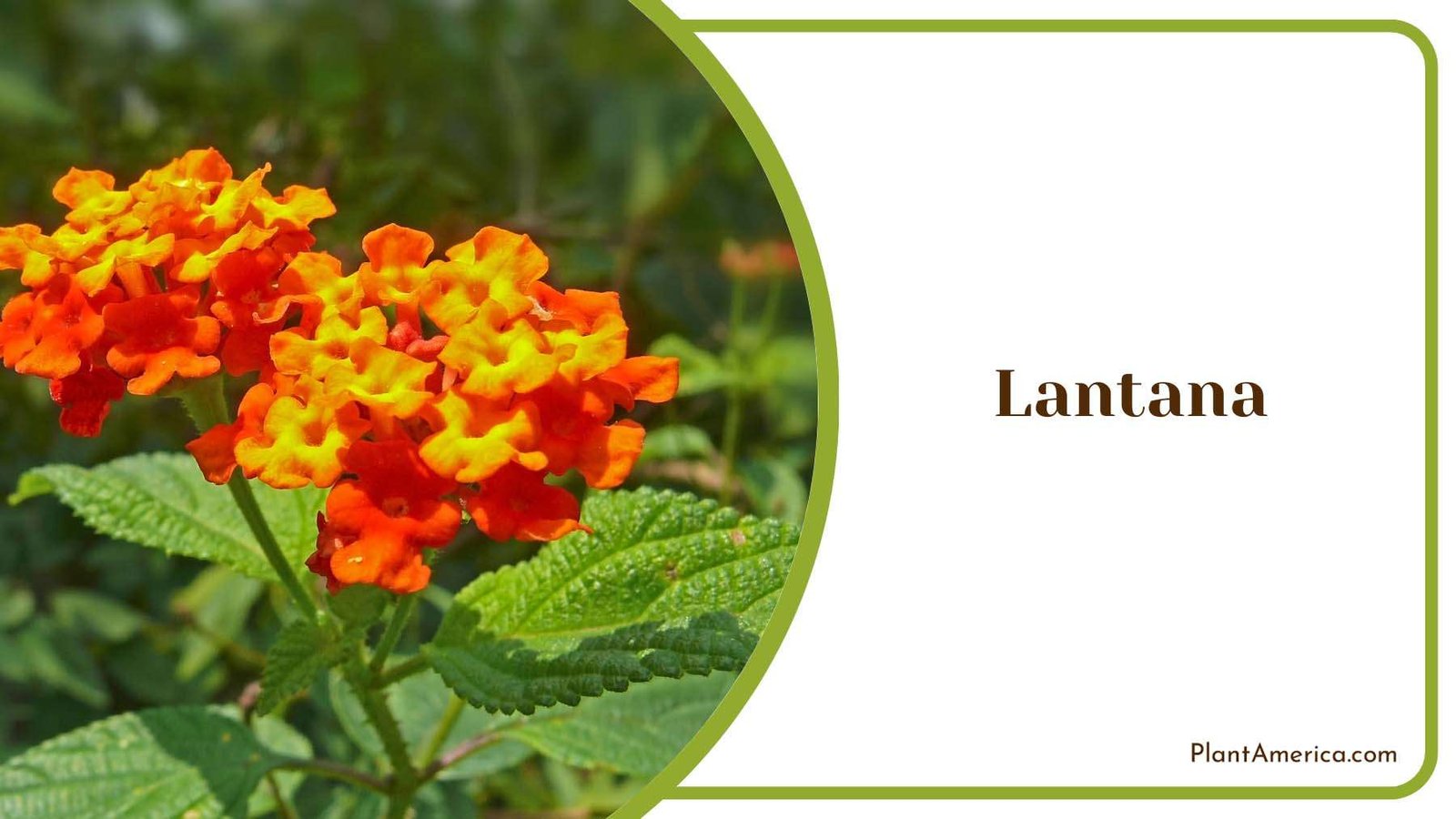 Orange Lantana In Backyard Plant America