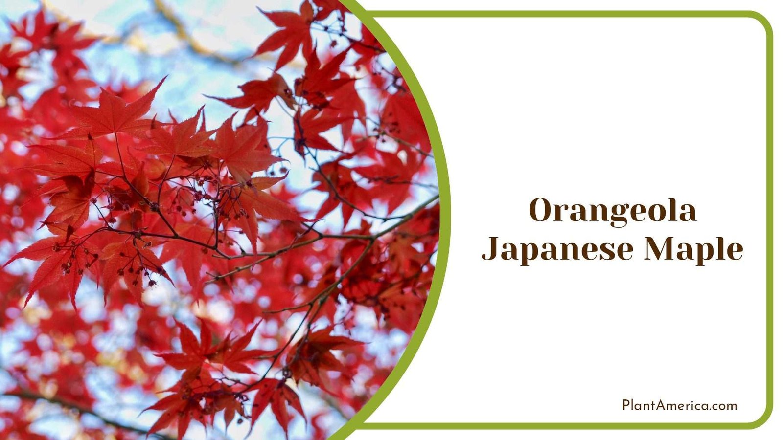 Orangeola Japanese Maple PlantAmerica Orangeola Japanese Maple PlantAmerica