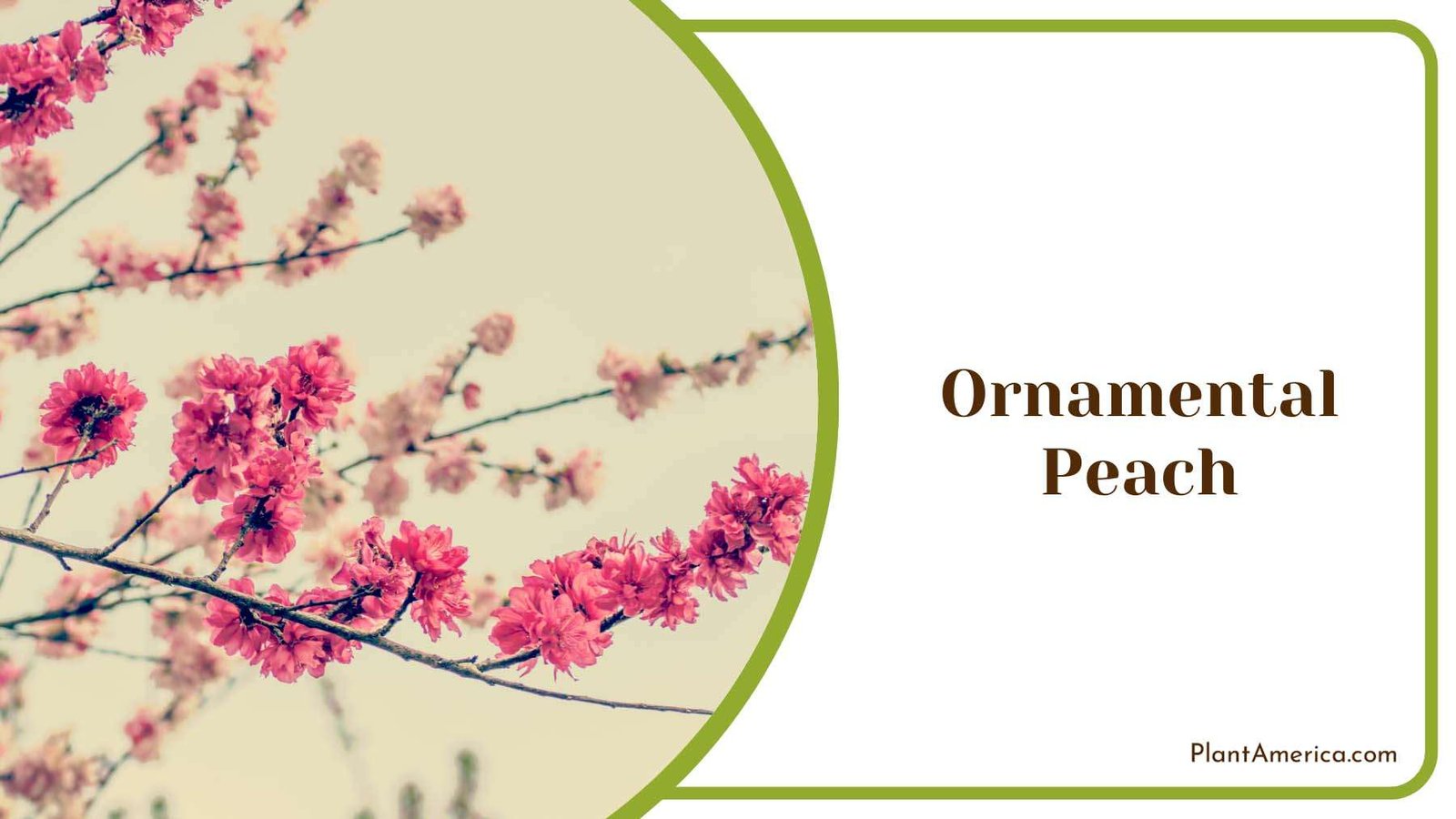 Ornamental Peach In Nature Plant America Ornamental Peach In Nature Plant America