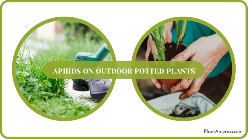 Outdoor Plants Care Plant America Outdoor Plants Care Plant America