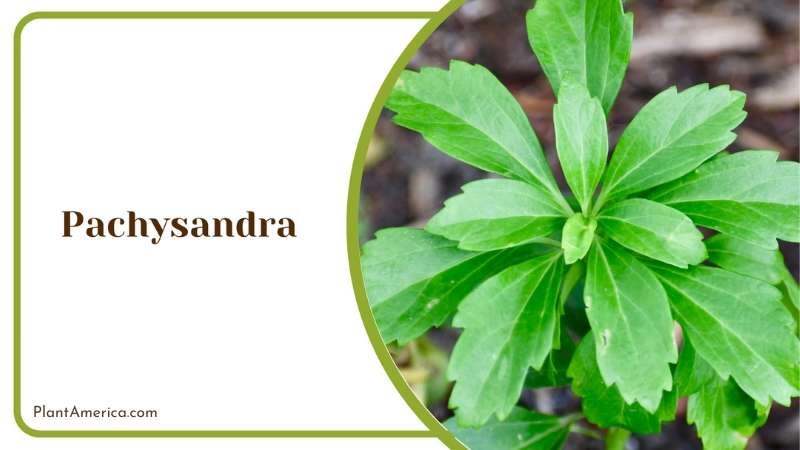 Pachysandra Evergreen Leaves Plant America