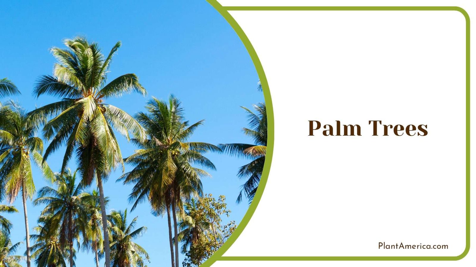 Palm Trees On Sunlight Plant America