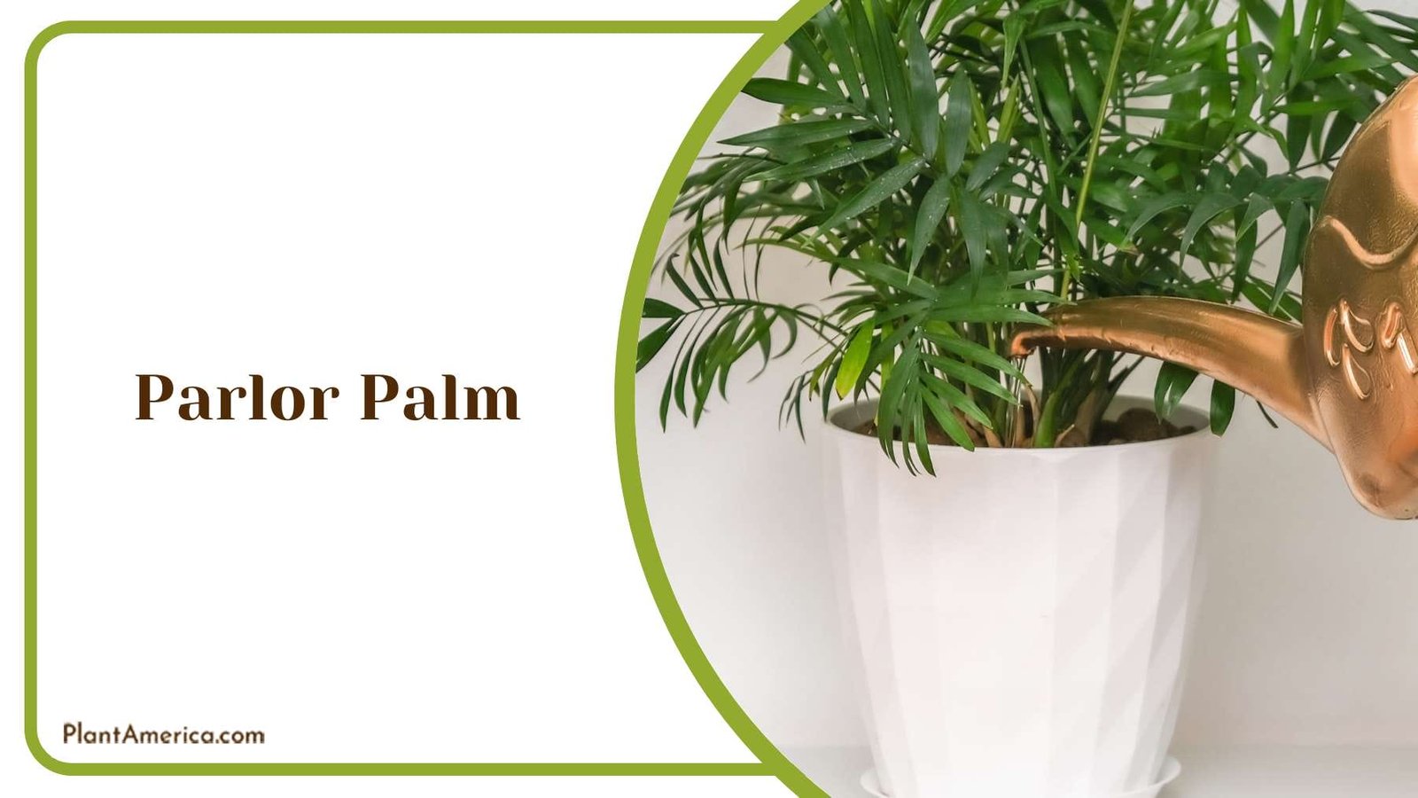 Parlor Palm In White Pot Plant America
