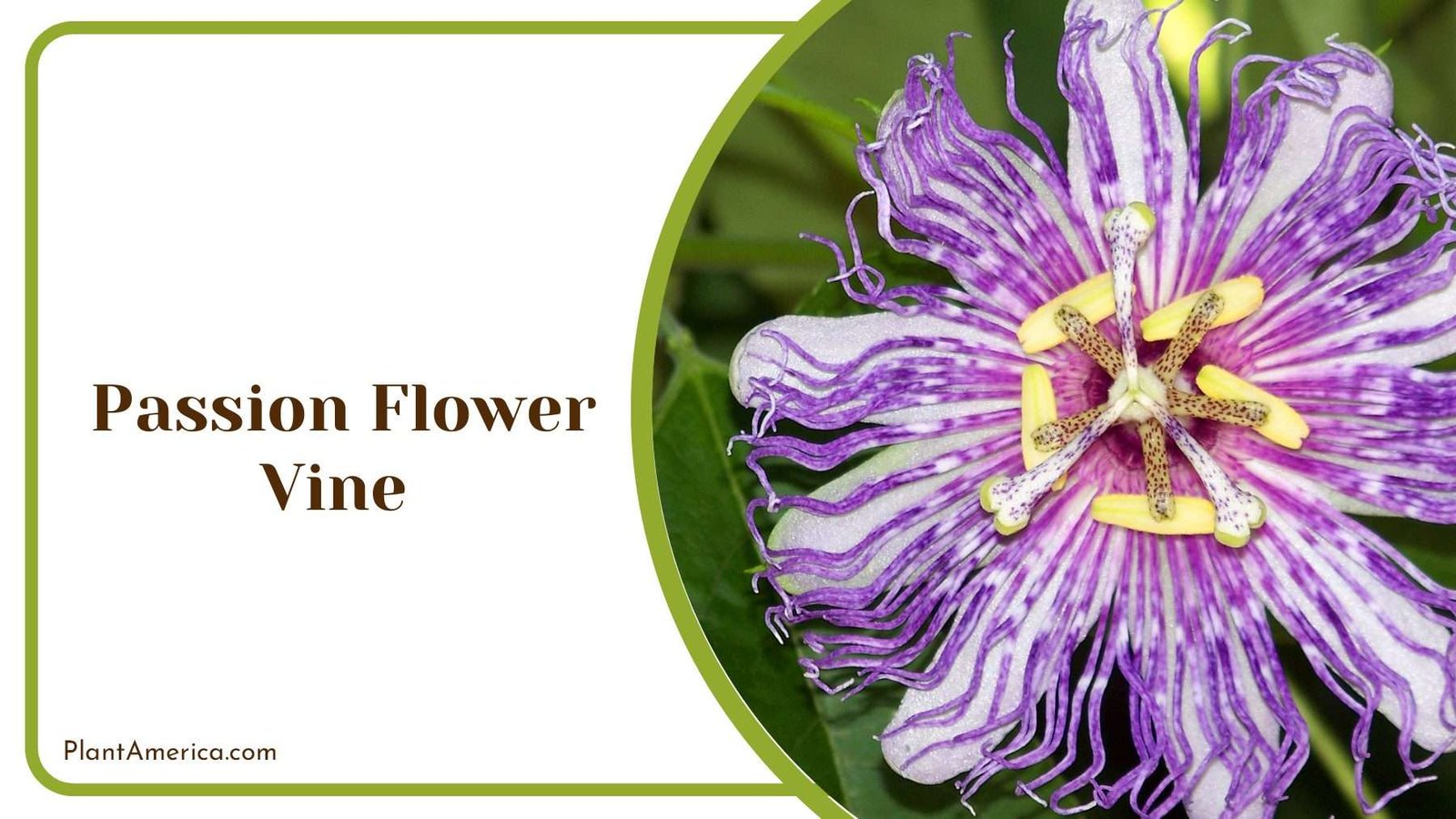 Passion Flower Vine PlantAmerica