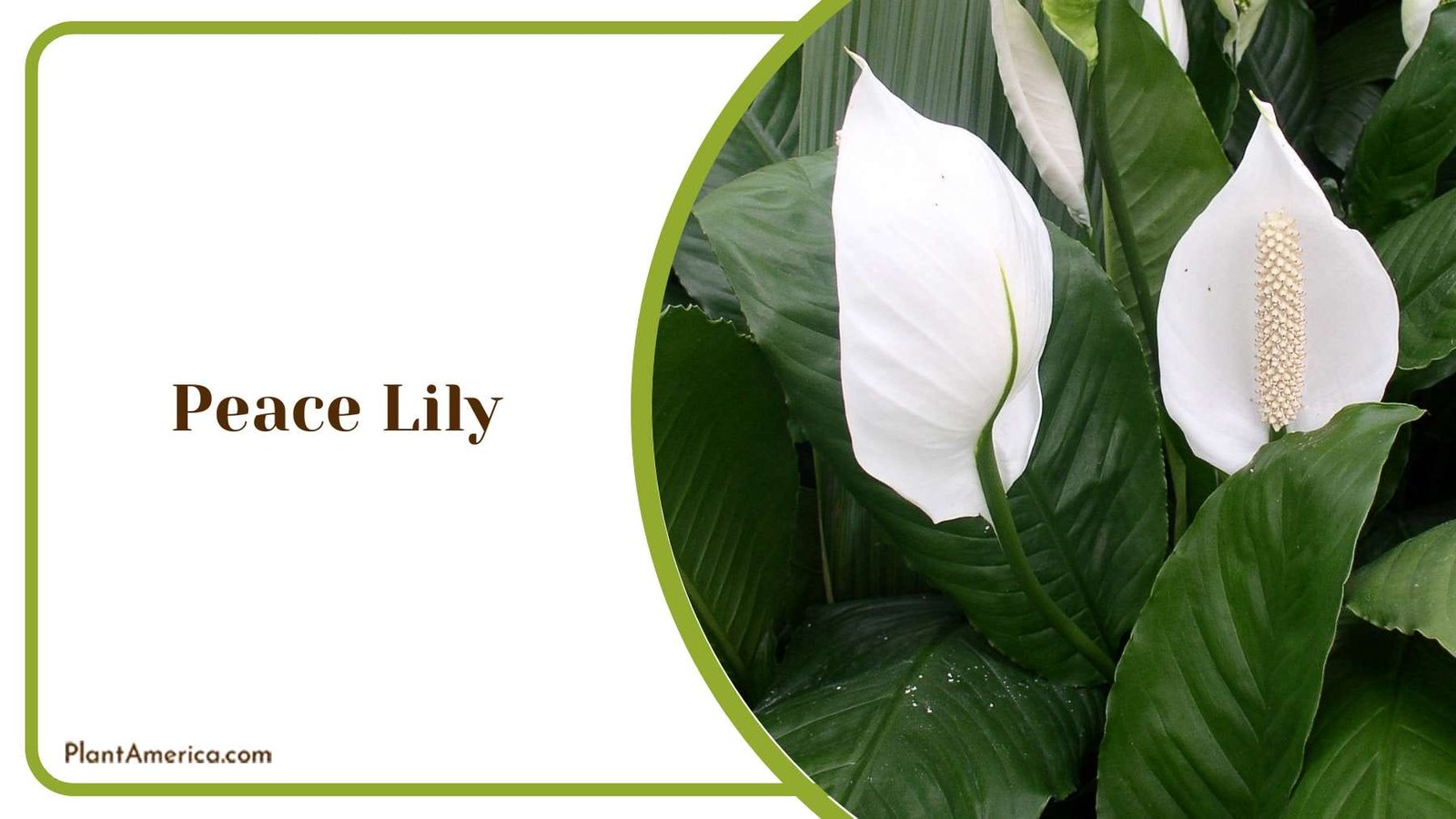 Peace Lily Beauty Home Plant America