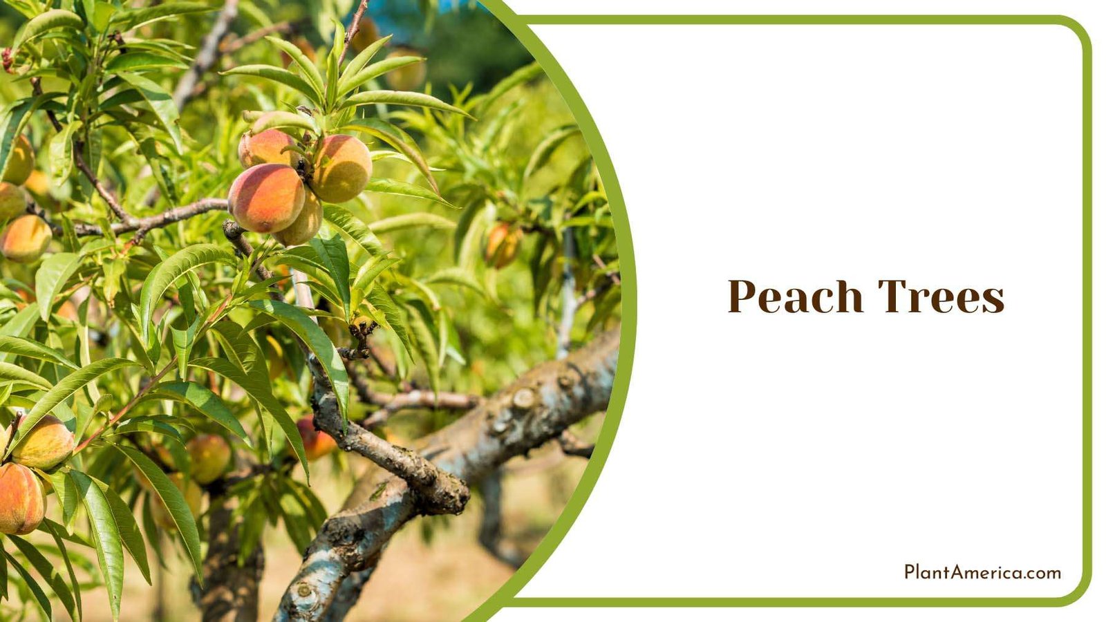 Peach Trees Backyard Plant America Peach Trees Backyard Plant America