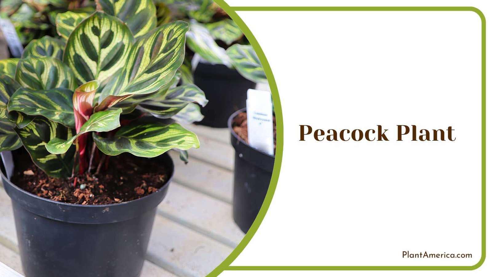 Peacock Plant Colorful Leaves Splashed Plant America