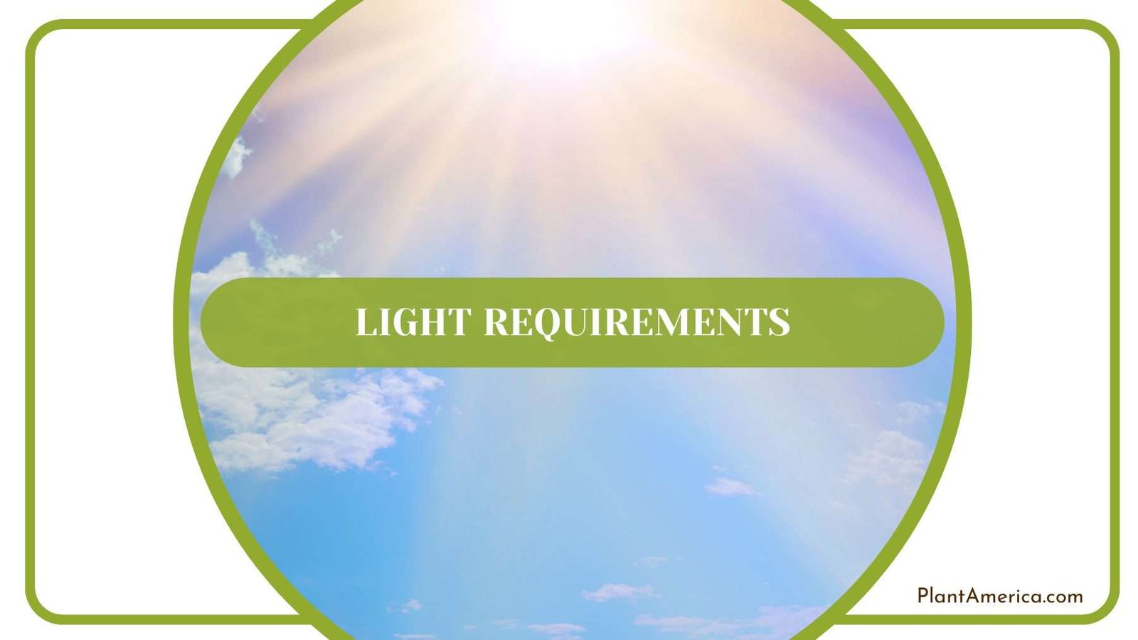 Pedatum Light Requirements Plant America
