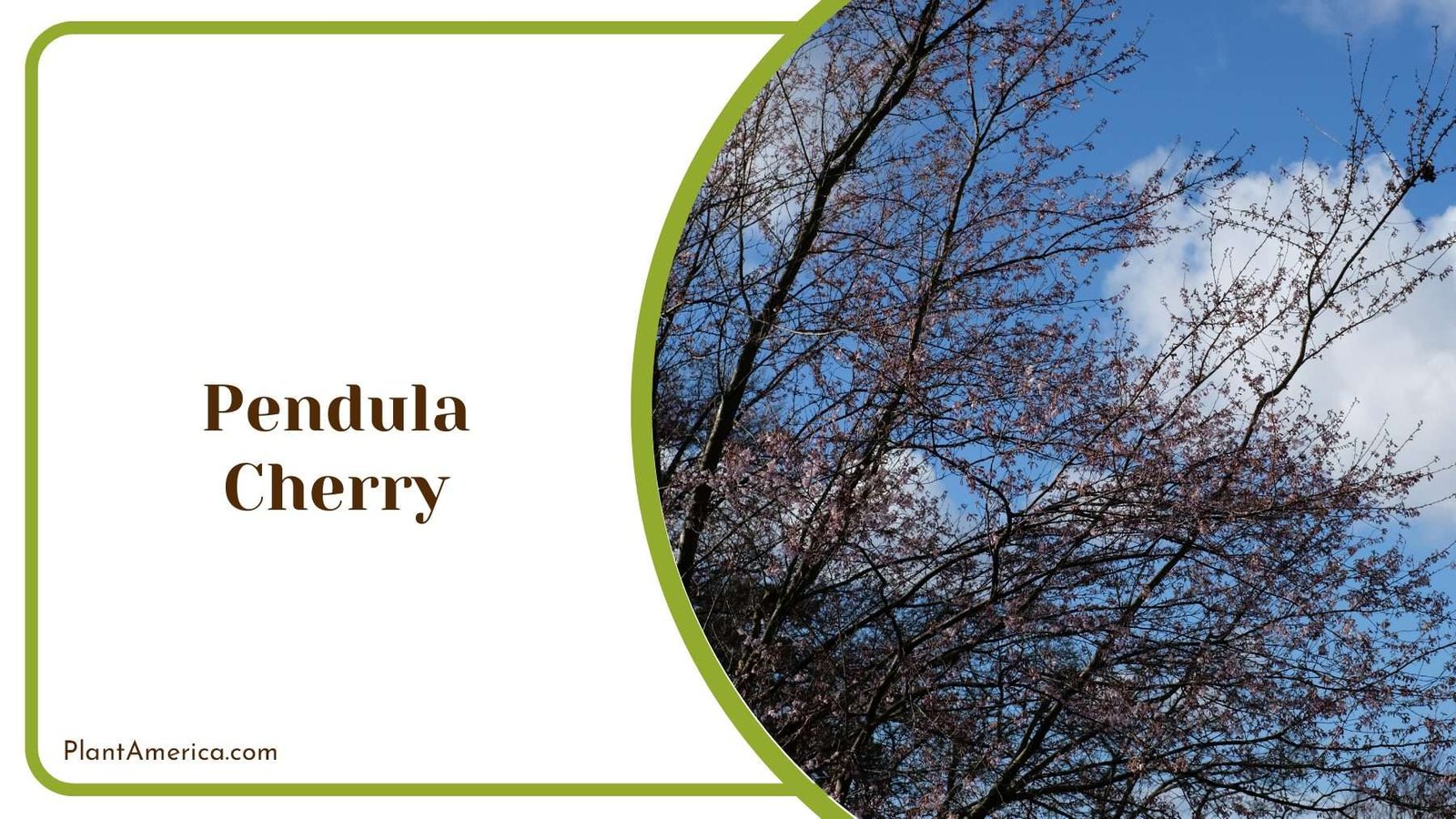 Pendula Cherry Blooming PlantAmerica