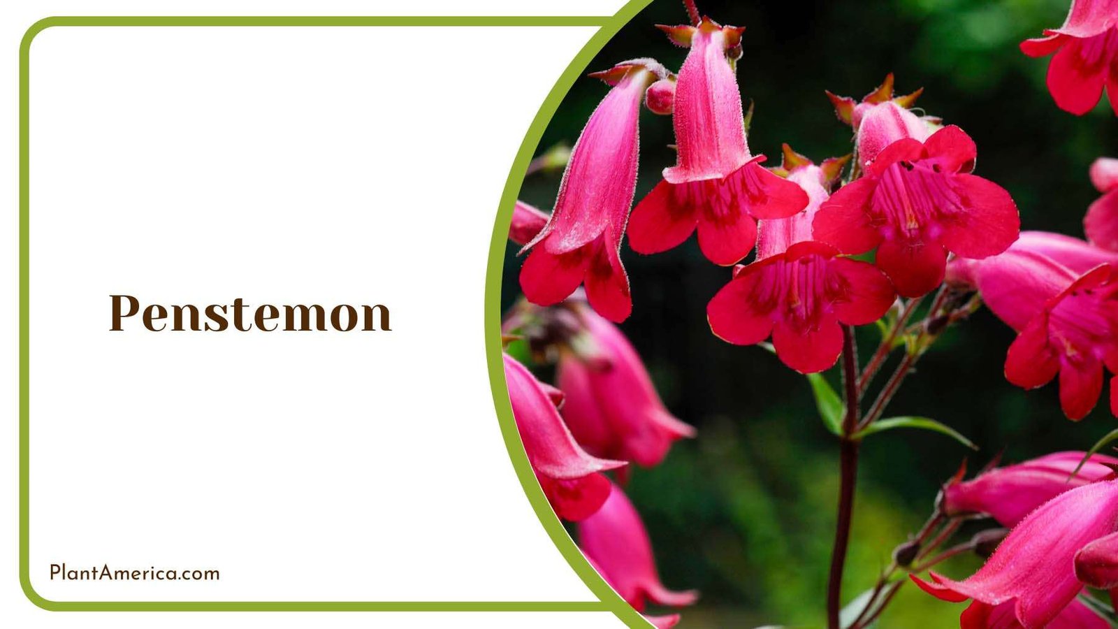 Penstemon Long Spikes Plant America Penstemon Long Spikes Plant America