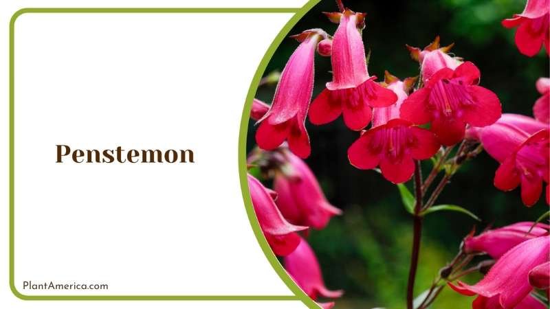 Penstemon Wildflowers Plant America