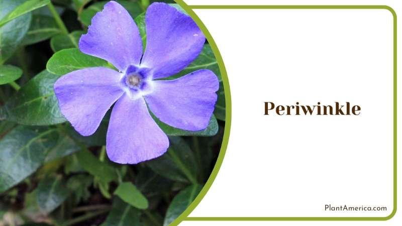 Periwinkle Glossy Leaves Plant America