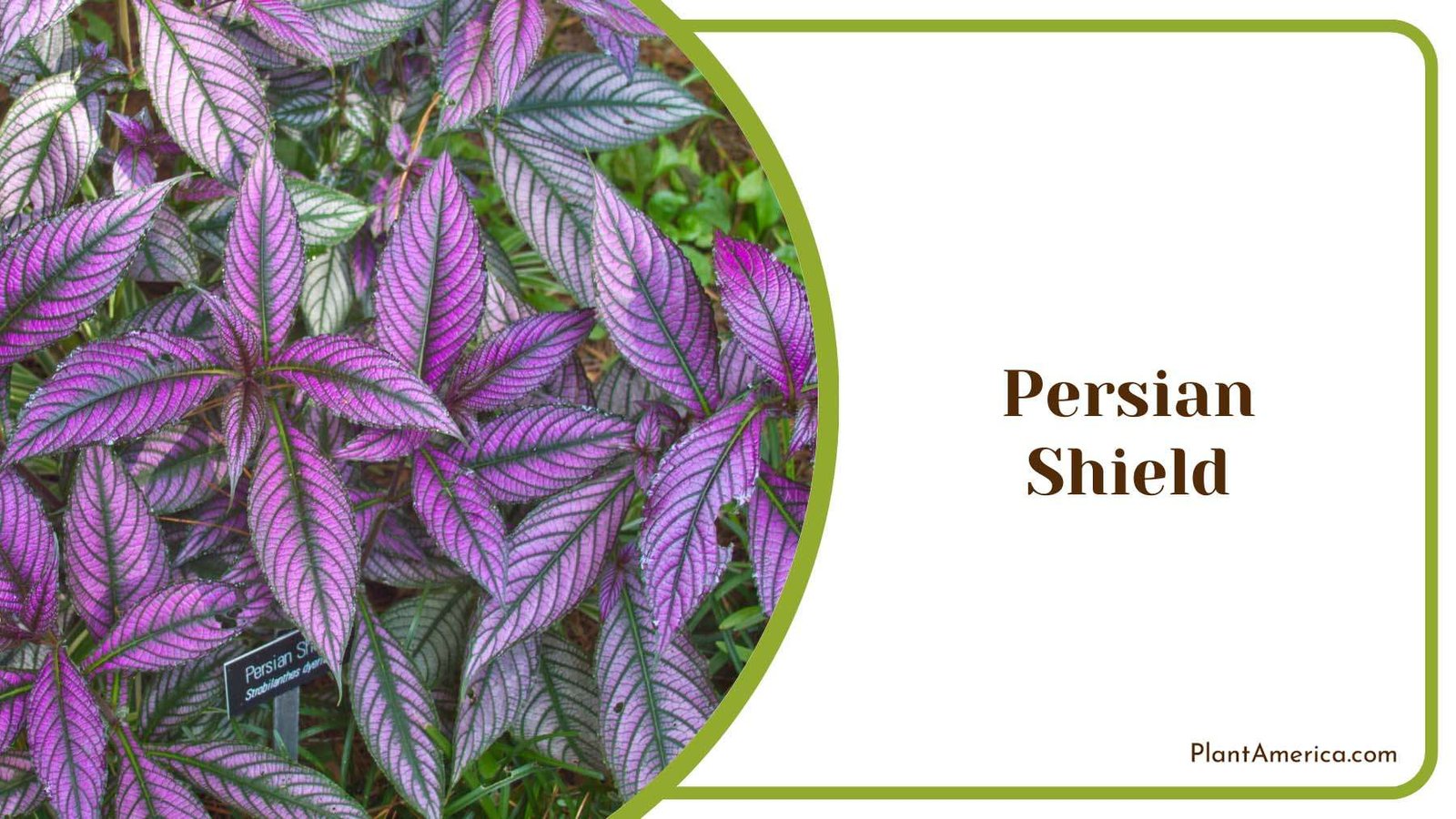 Persian Shield Colorful Leaves Plant America
