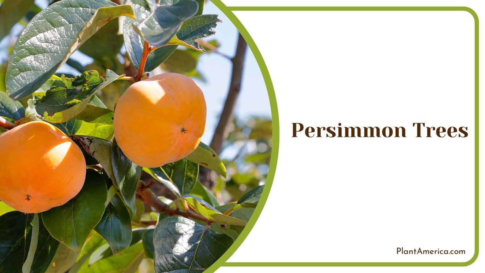 Persimmon Trees With Green Leaves Plant America Persimmon Trees With Green Leaves Plant America