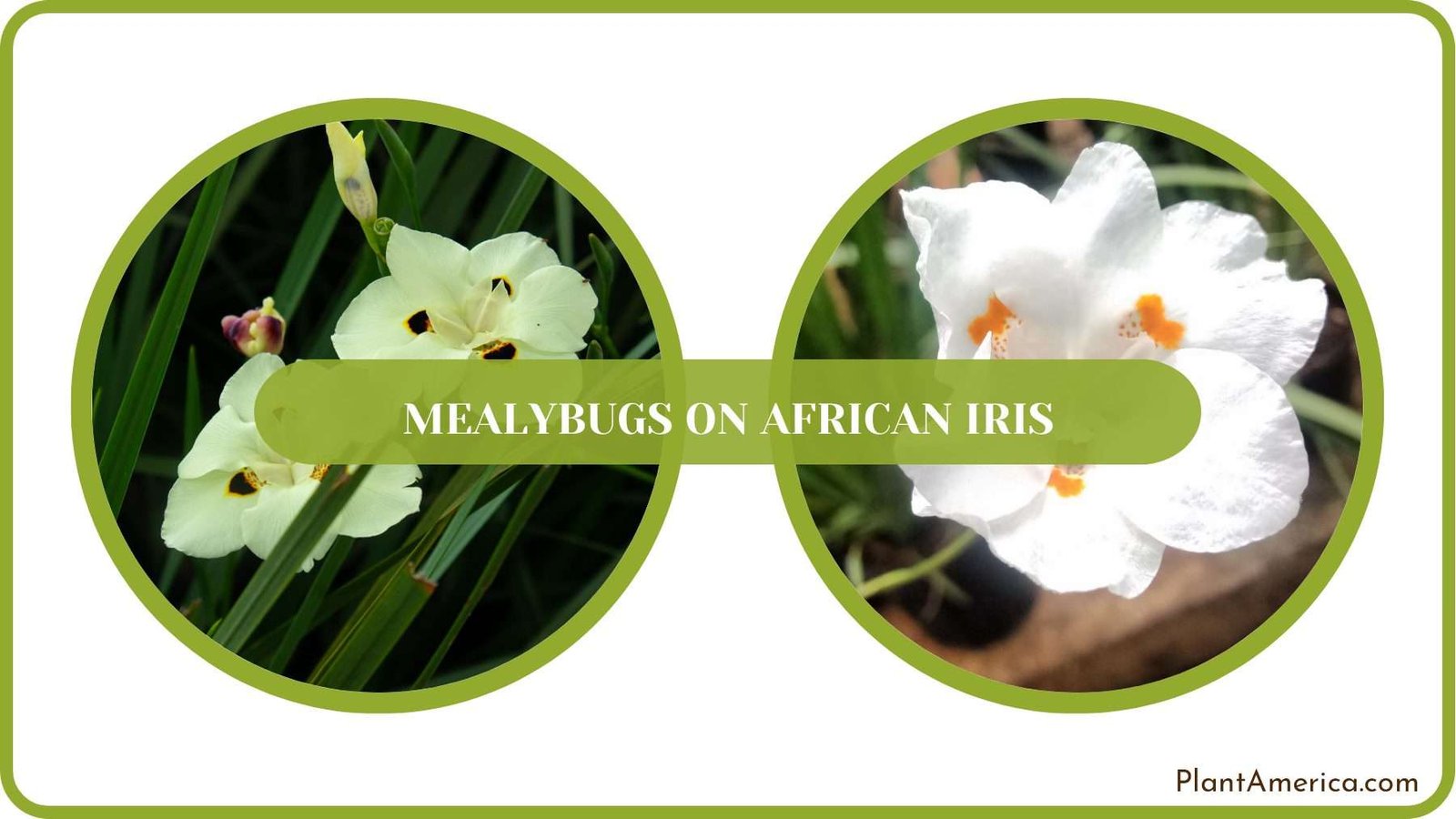 Pest Free African Iris Plant America