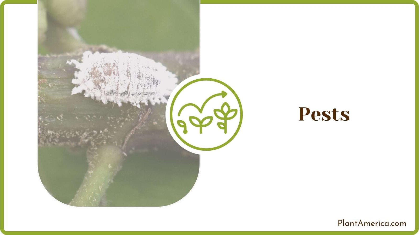 Pest Infestation on Azaleas Plant America