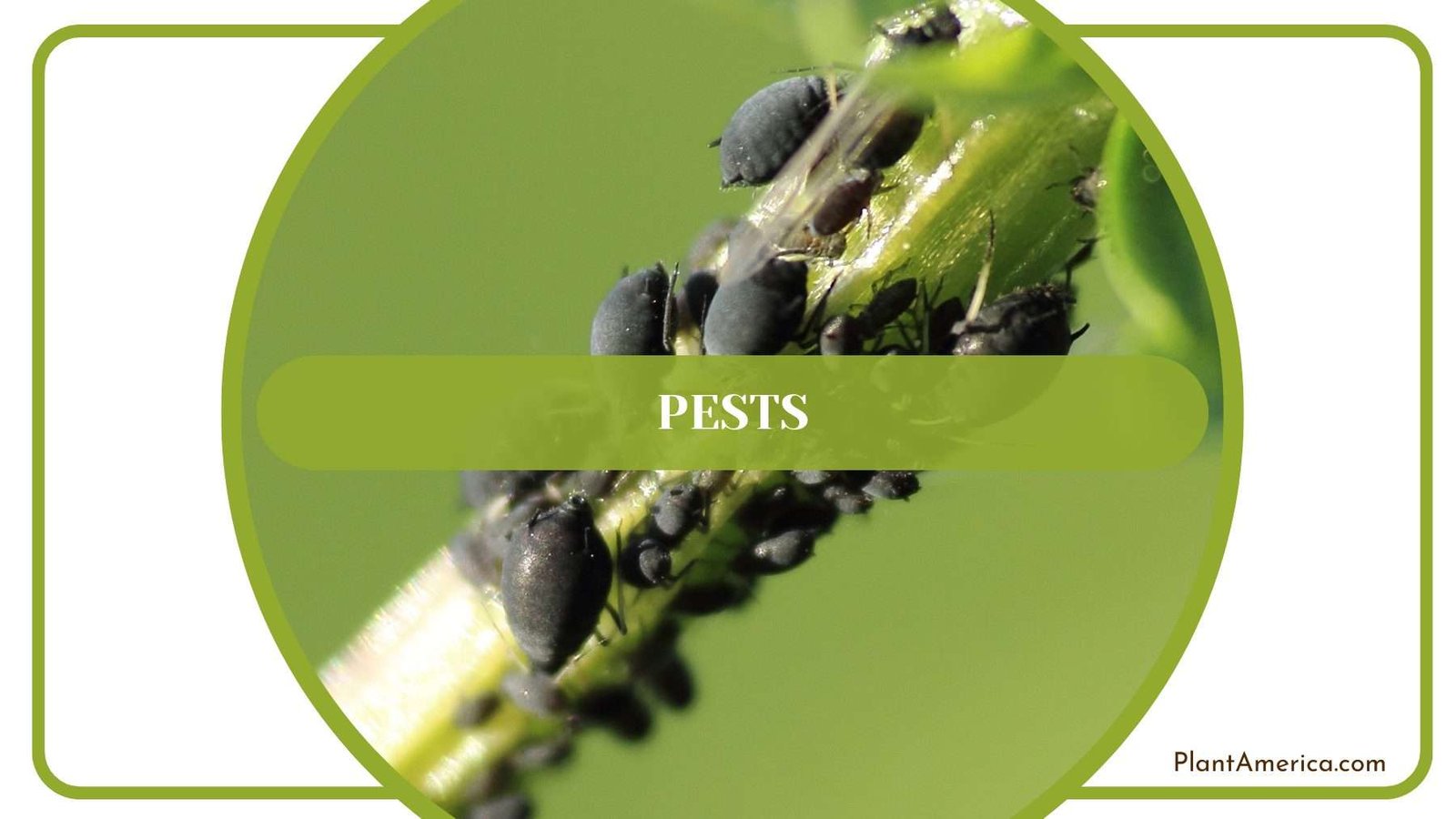 Pest Infestation on Metallicum Plant America