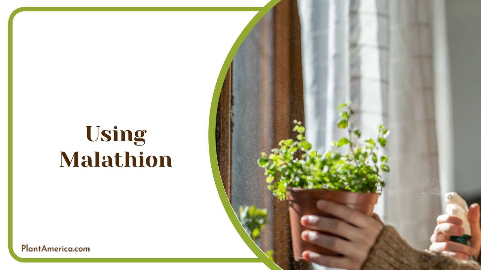 Pesticides for Houseplants Plant America